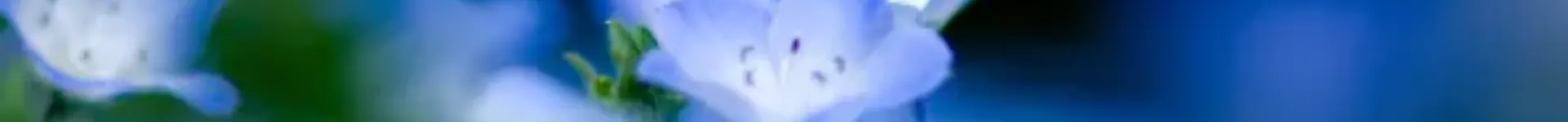 Ausbildung: Spirituelle Medizin / Heilkunde – Nährsystem nach Ursa Paul